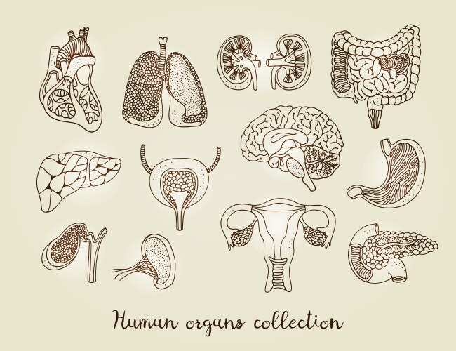 Human Internal Organs Anatomy Set Vector Image