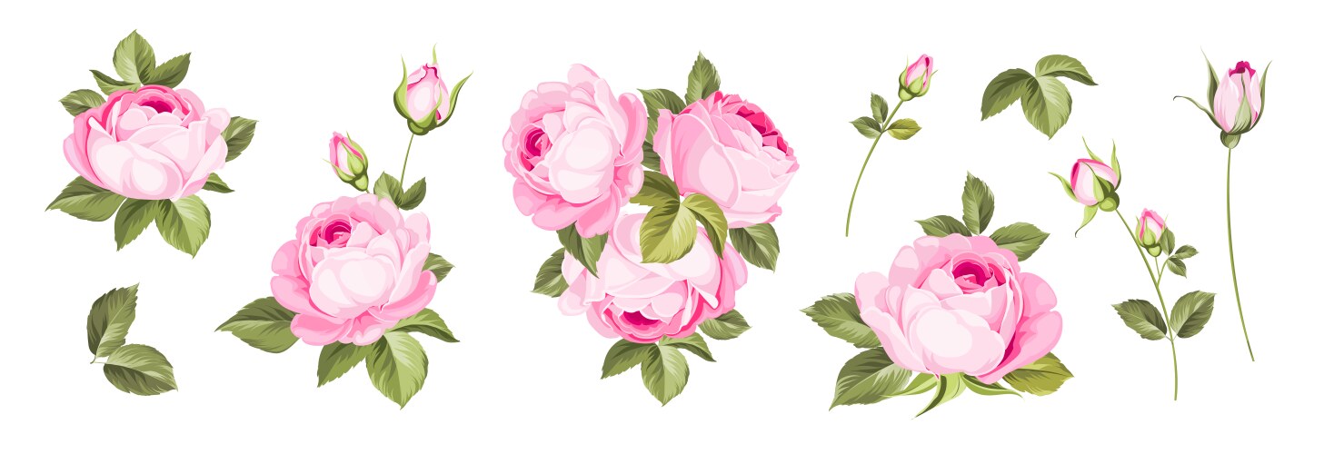 set different roses on white background vector image