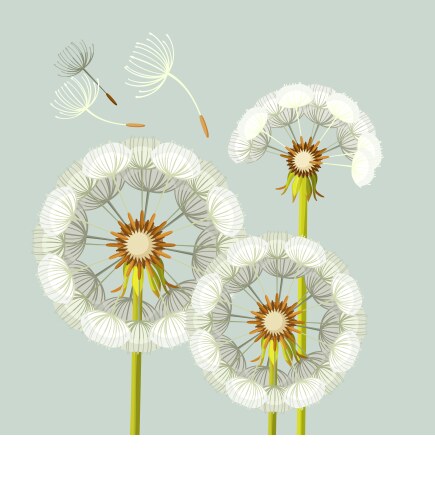 Blowing dandelion flower with fragile flying parts vector image