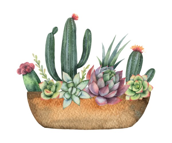 Watercolor Cactus and Succulent Pot Vector Image