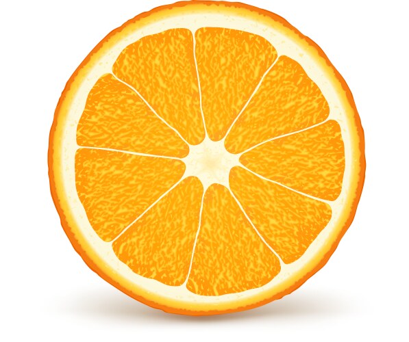 Photo-realistic orange slice Royalty Free Vector Image