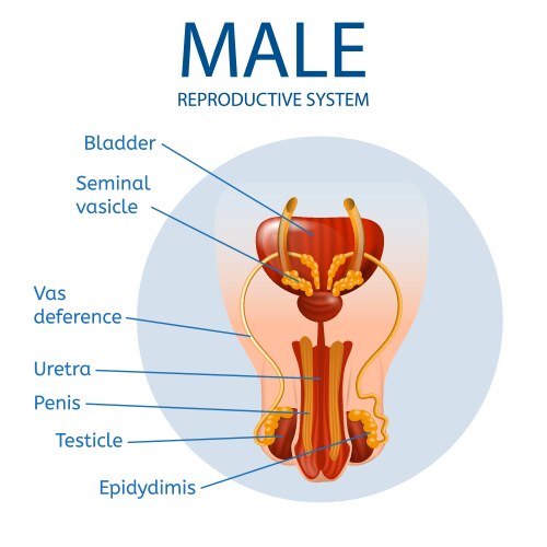 Anterior view mans genitals with main parts vector image