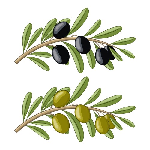 two olive branches with black and green fruits vector