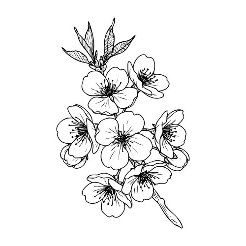 Cherry Blossom Outline Vector Image