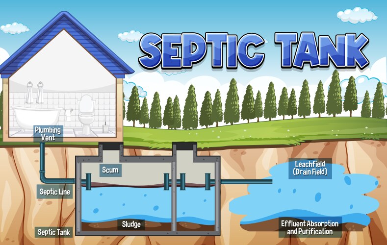 septic tank system diagram vector image