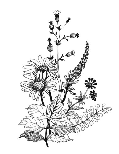 Monochrome Wildflower Sketch Vector Image