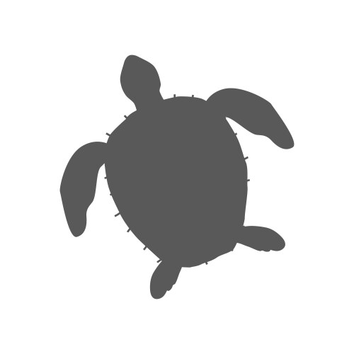 Turtle on white background Royalty Free Vector Image