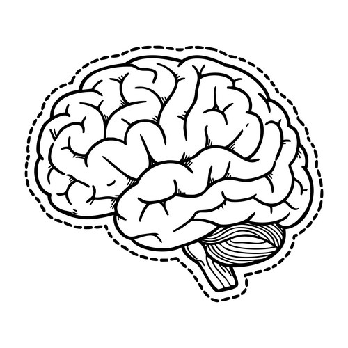 Human Brain Outline Sketch Vector Image