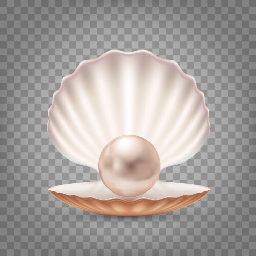 open seashell with a pearl inside vector image