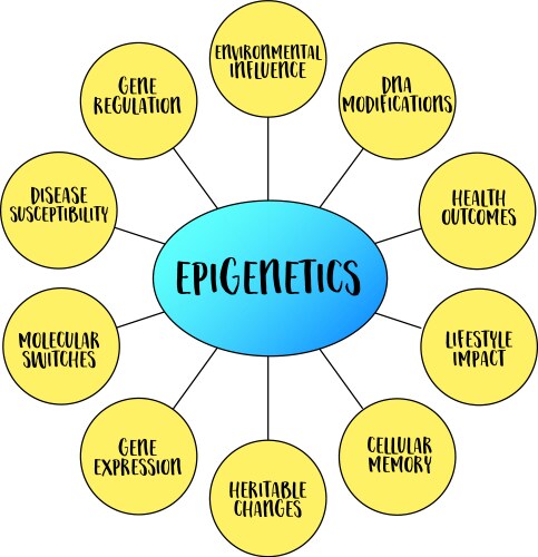 Epigenetics-1 vector image