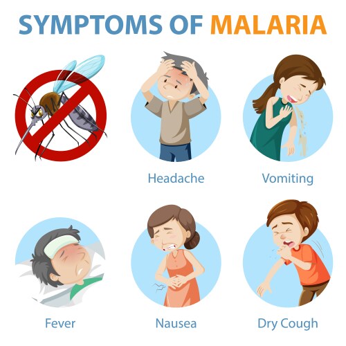 symptoms malaria cartoon style infographic vector image