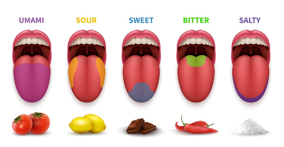 human tongue basic taste areas smack map in mouth vector