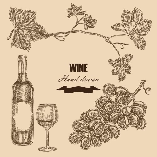 Hand Drawn Wine Bottle & Grapes Vector Image