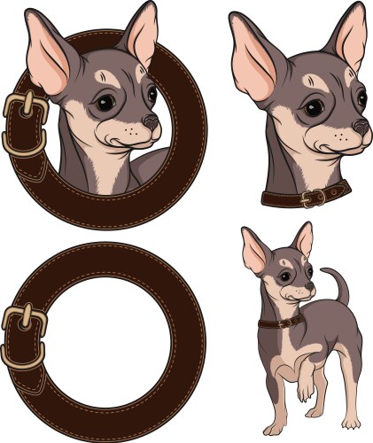 Chihuahua in Collar Set Vector Image