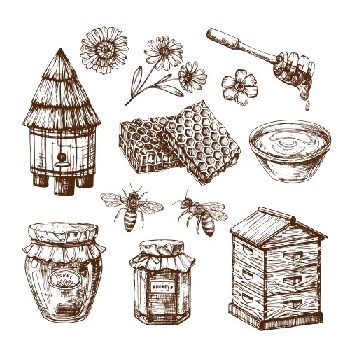 Honeybee & Honeycomb Sketch Vector Image