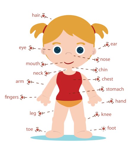 Girl body parts vector image