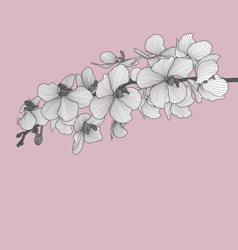 Violet pink cattleya orchid flower Royalty Free Vector Image