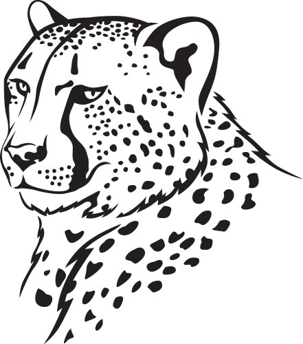 Tooth Drawing.pdf Aggressive cheetah roaring with open mouth β Royalty-Free Vector ...