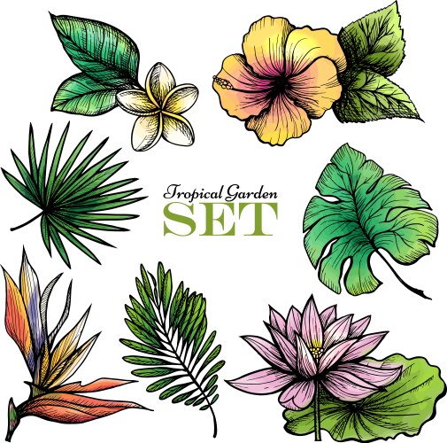 tropical leaves set color vector image