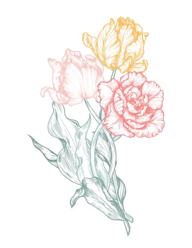 Elegant Tulip Floral Sketch Vector Image