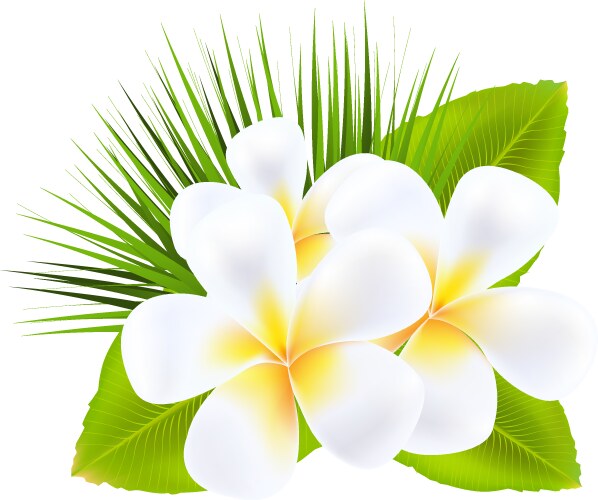 Hawaii flower frangipani white plumeria Royalty Free Vector