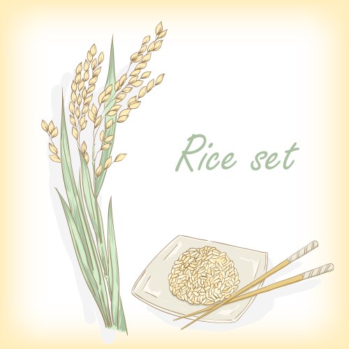 Rice ripe for harvest Royalty Free Vector Image