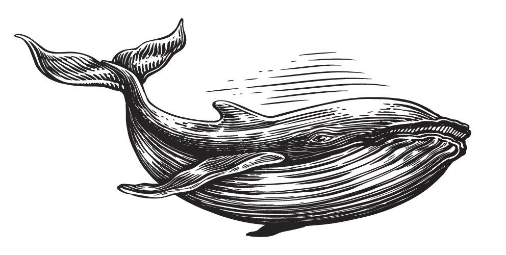 Humpback whale Royalty Free Vector Image - VectorStock