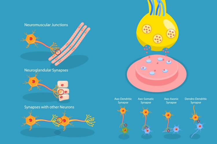 3d synapse and neuron cells transmission signal Vector Image