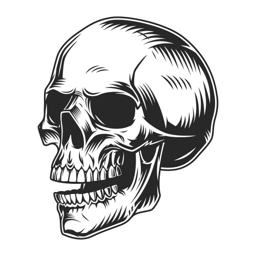 Vintage monochrome human skull vector image