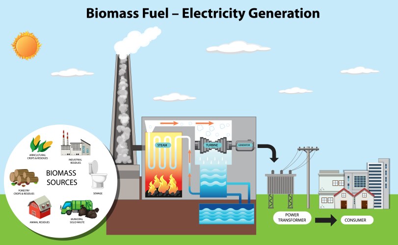 biomass fuel electricity generation diagram vector image