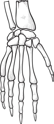 Human Hand Skeleton Icon - Medical Symbol Vector Image