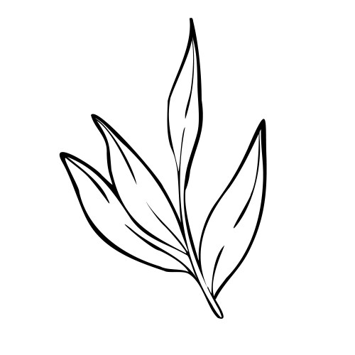Plant with leaves hand drawn Vector Image