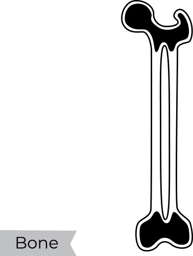 Realistic raw bone marrow Royalty Free Vector Image