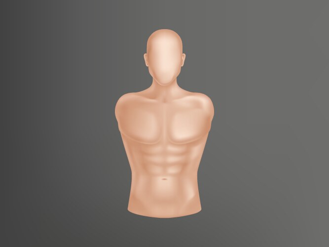 3d realistic human body man torso vector