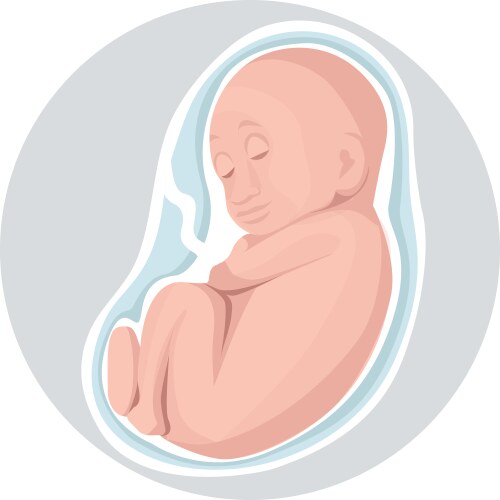 Fetus prenatal human child with placenta Vector Image