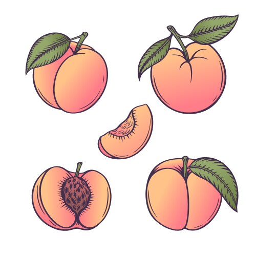 Peach Slice Collection Vector Image