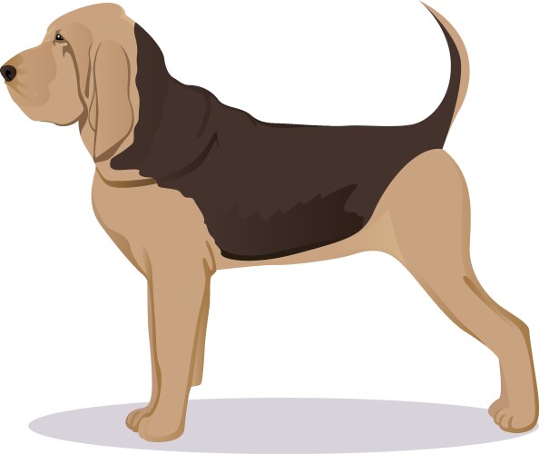 Bloodhound Dog Portrait Vector Image