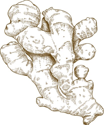 Hand-Drawn Ginger Root Sketch Vector Image