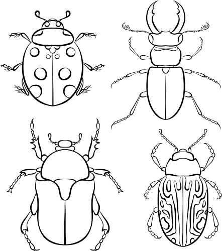 Beetle Collection - Line Art Insects Vector Image