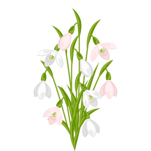 Bouquet of flowers snowdrops on white background vector image