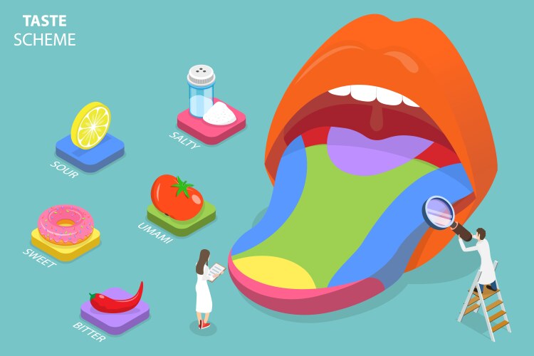 Human Linguistic Taste Receptors Flat Royalty Free Vector