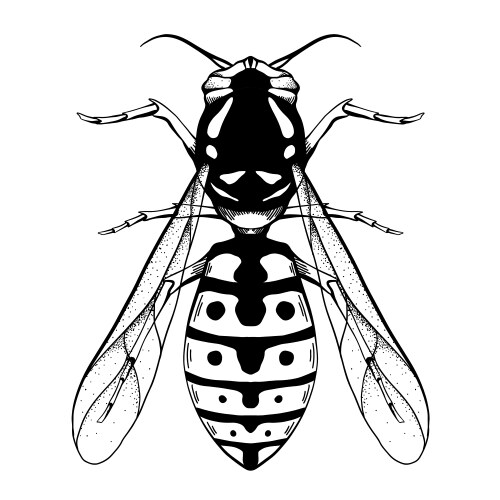Black Wasp Sketch - Top View Vector Image