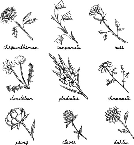 Wildflower & Garden Sketch Set Vector Image