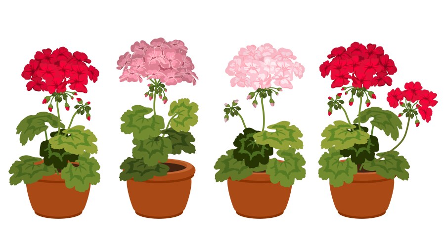 Geranium Flower Set - Pink & Red Vector Image