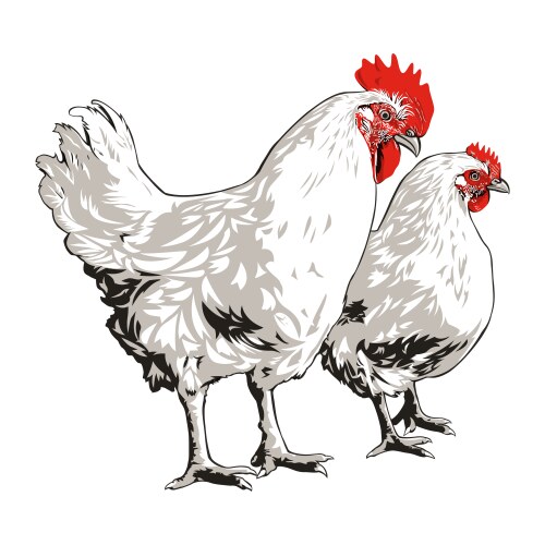 Rooster and hen Vector Image