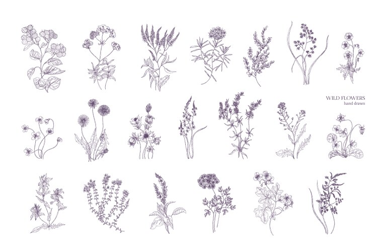 Detailed Botanical Flower Sketches Vector Image