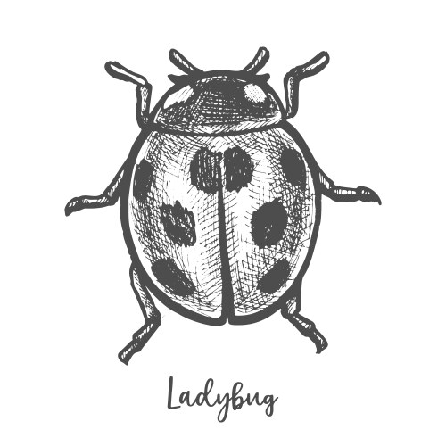 Hand-Drawn Ladybug Sketch Vector Image