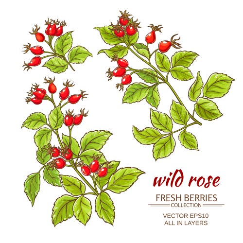 Rose Hips Set - Botanical Collection Vector Image