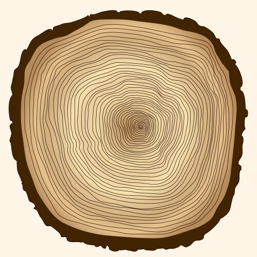 Tree trunk rings texture isolated Royalty Free Vector Image