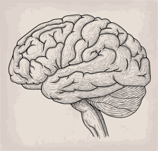 Anatomical Brain & Heart Sketch Vector Image